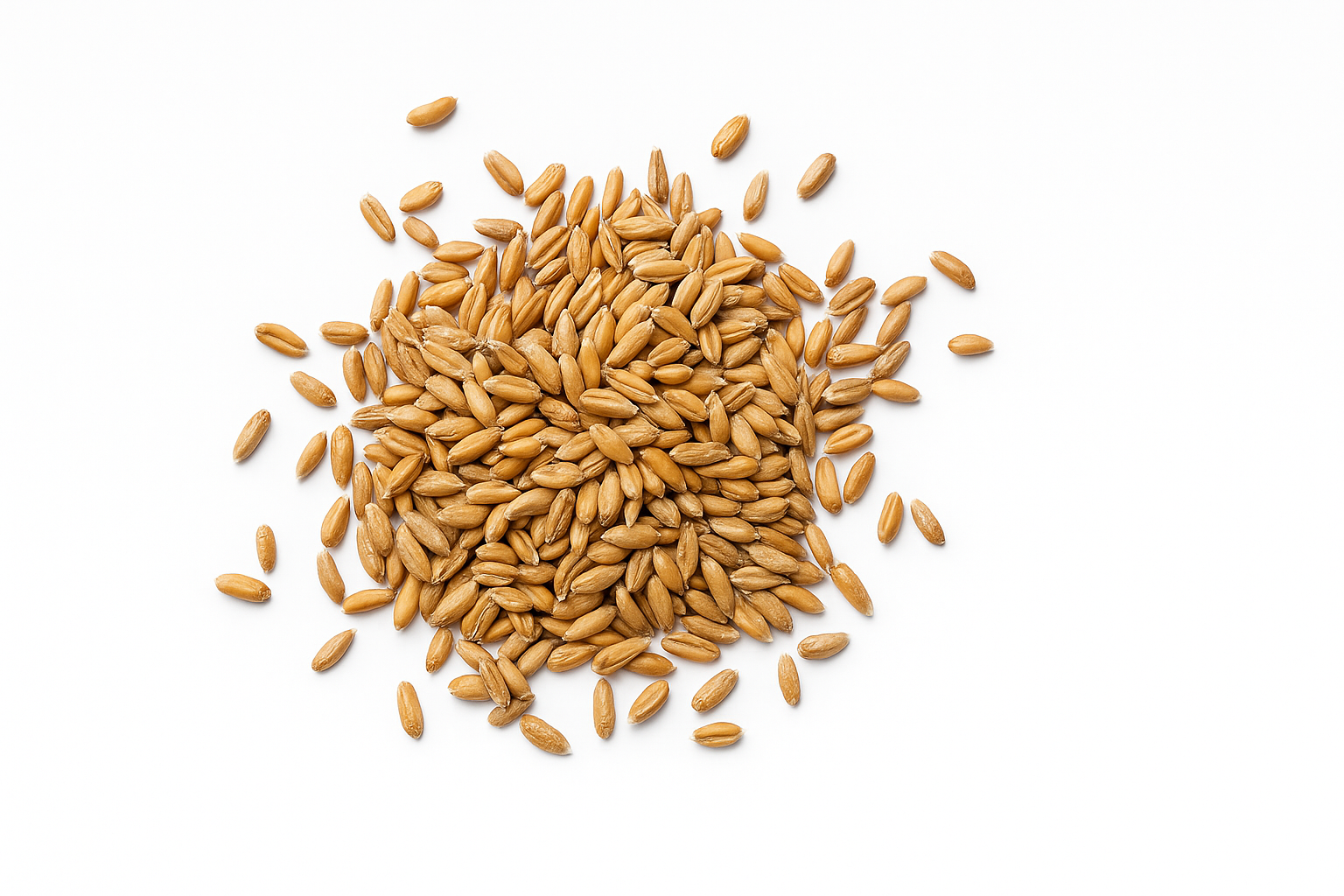 Durum Wheat